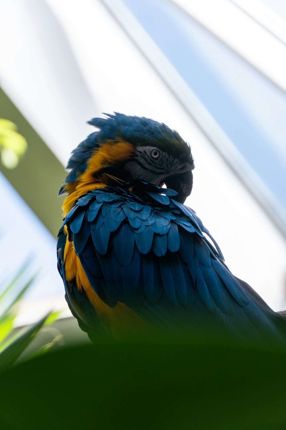 a blue and yellow bird sitting on top of a green plant