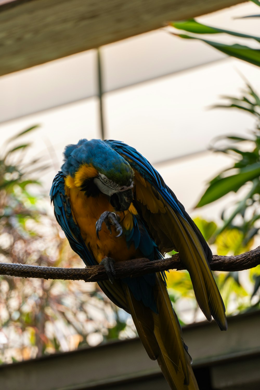 a blue and yellow bird sitting on top of a tree branch