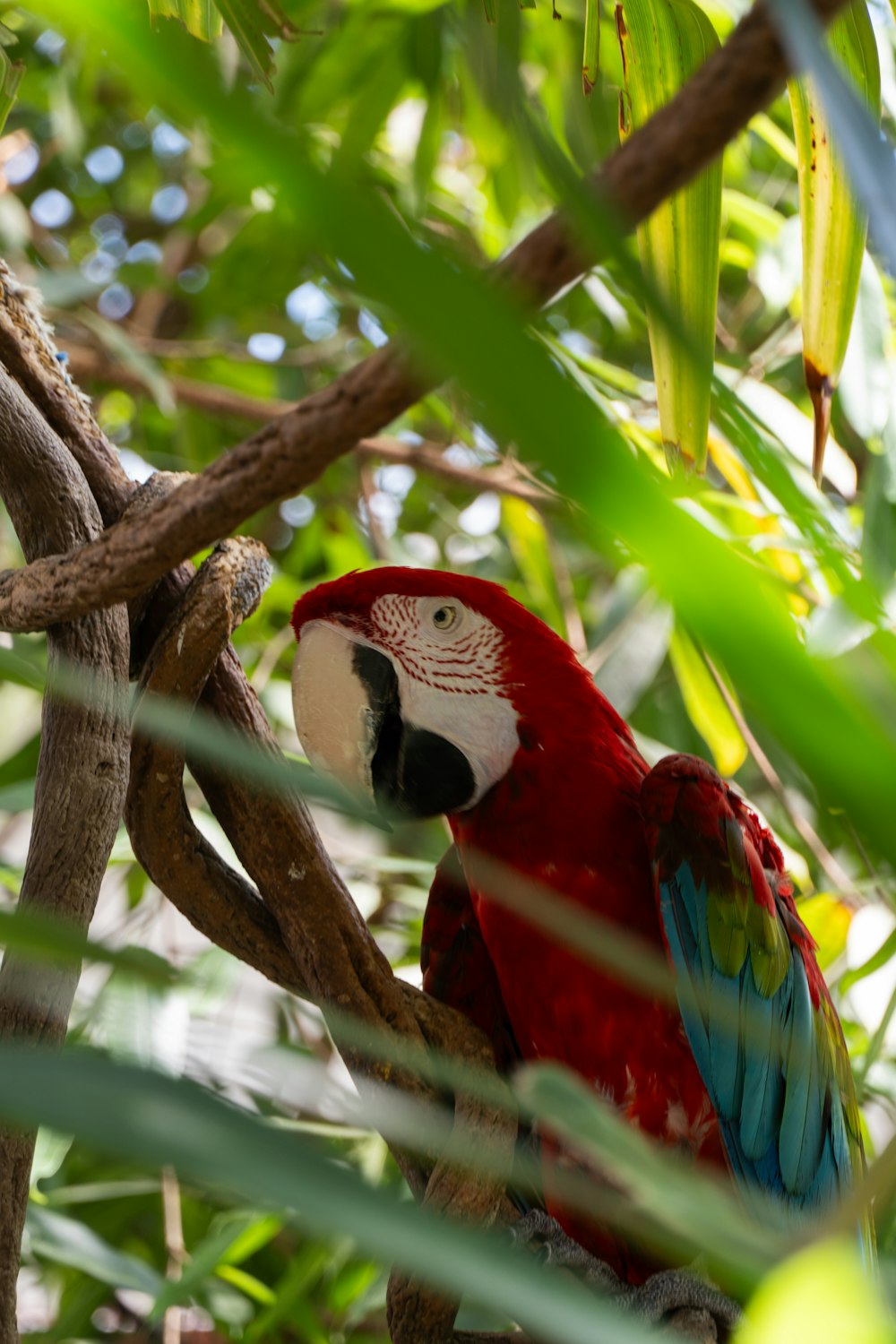 a colorful parrot perched on a tree branch