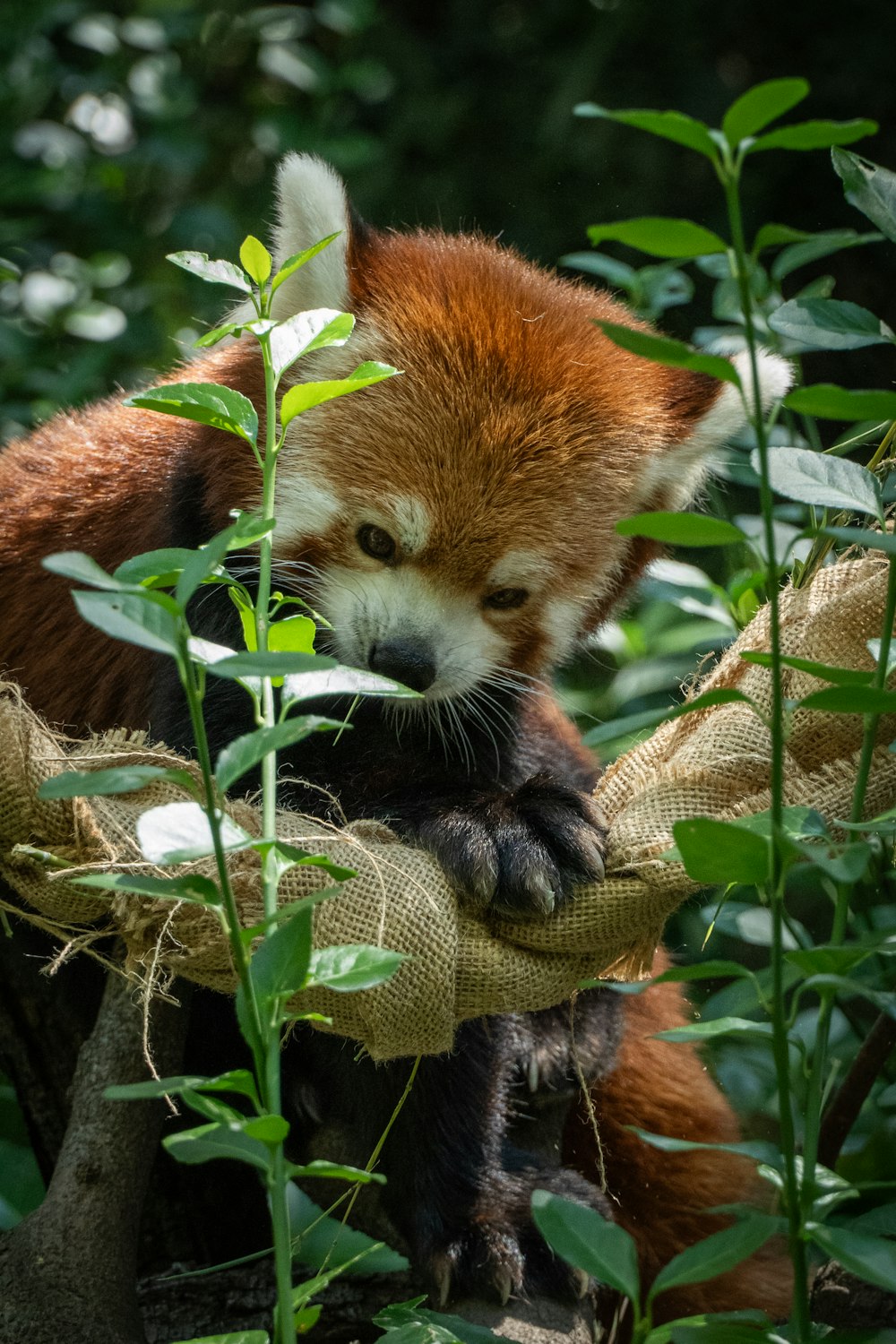 a red panda is sitting in a tree