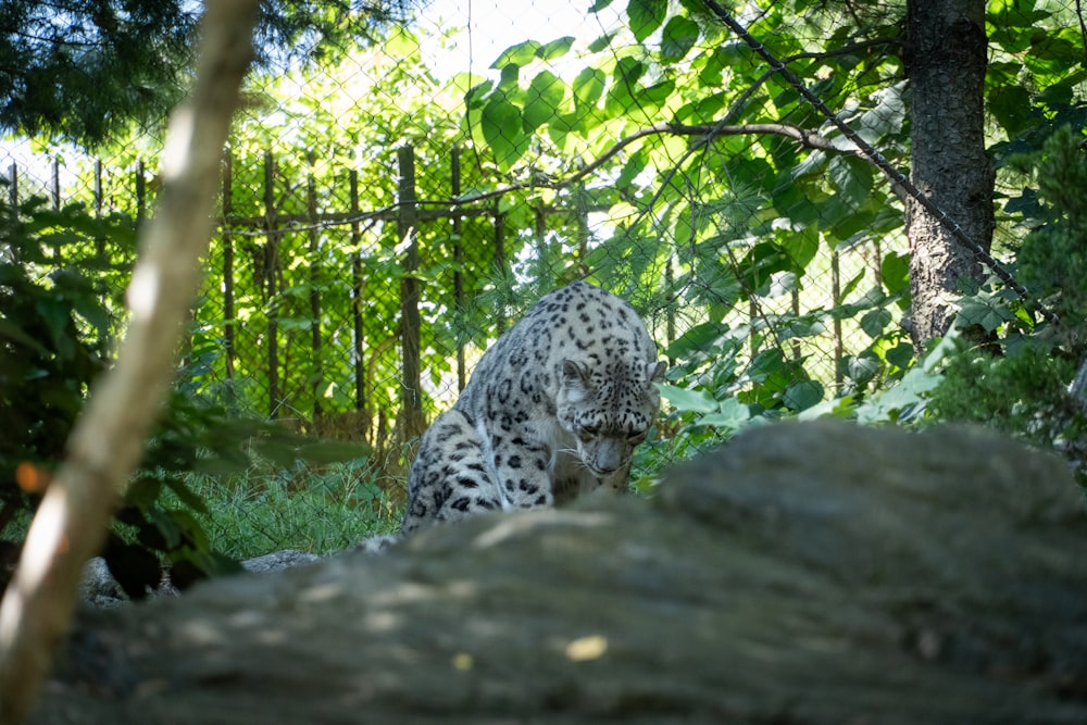 a snow leopard walking through a forest filled with trees
