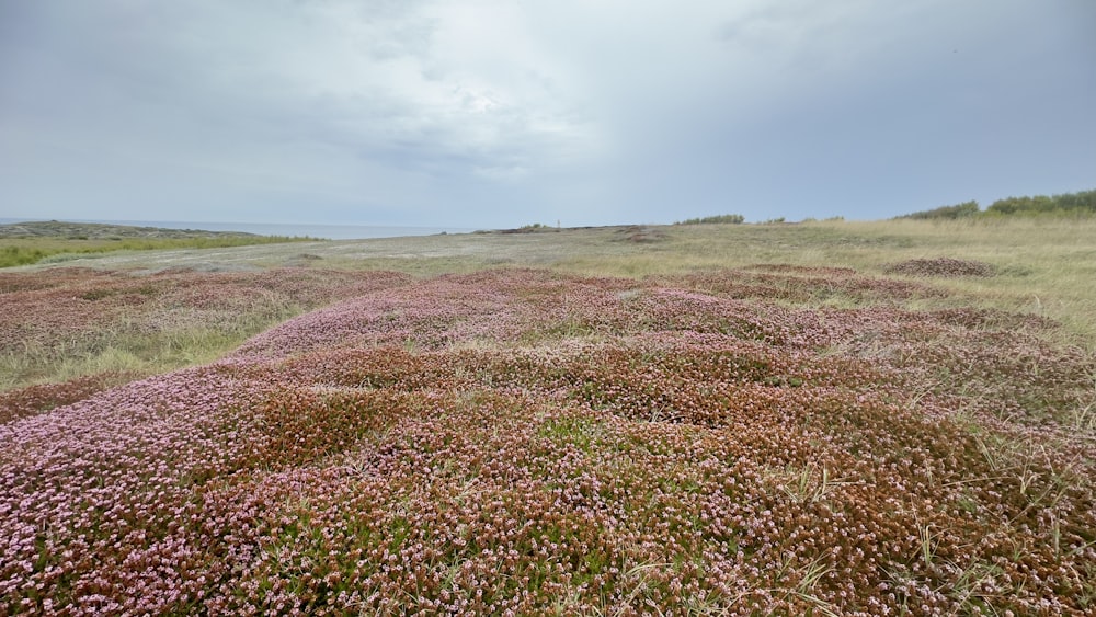a field with a bunch of pink flowers on it