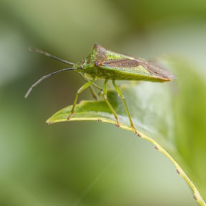 Effective Mosquito Repellent Patches