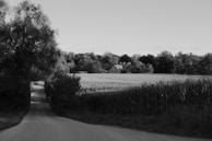 A narrow rural road leading to a distant farmhouse, surrounded by tall trees and fields of crops. The landscape is serene with an open sky above.
