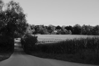 A narrow rural road leading to a distant farmhouse, surrounded by tall trees and fields of crops. The landscape is serene with an open sky above.