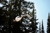 A person is performing an impressive upside-down stunt on a mountain bike surrounded by tall pine trees. The rider, dressed in a white jersey and protective gear, is airborne in a forest setting with a clear blue sky.