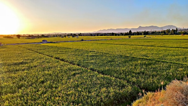 A wide shot of a lush agricultural field under a clear blue sky at sunrise