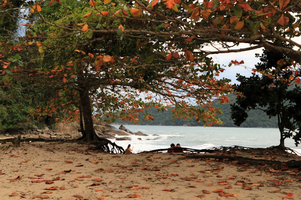 a couple of people sitting on a bench under a tree