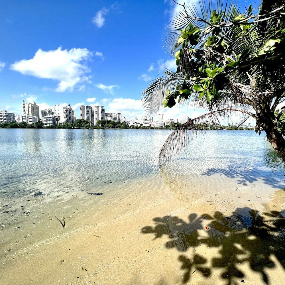 a body of water with a city in the background