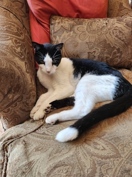 A black and white cat is comfortably lounging on a patterned brown couch. The couch has intricate floral designs, and there is a reddish cushion behind the cat. The cat is resting with its body curled and eyes partially closed.