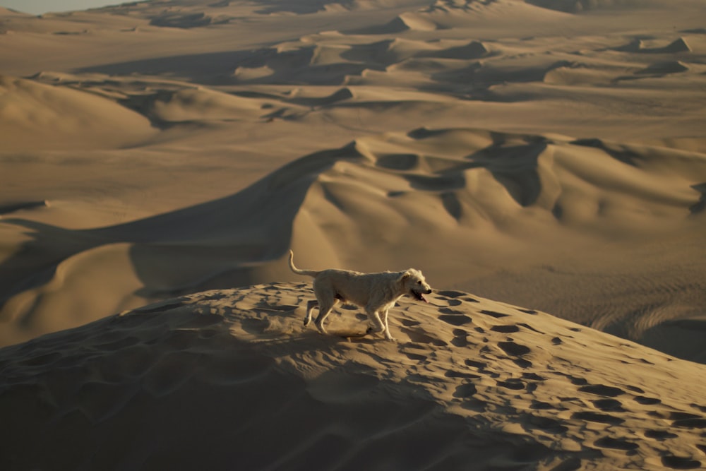a white dog standing on top of a sandy hill