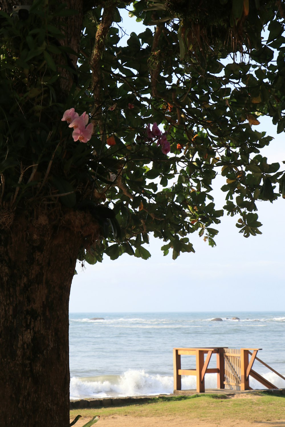 a bench sitting under a tree next to the ocean
