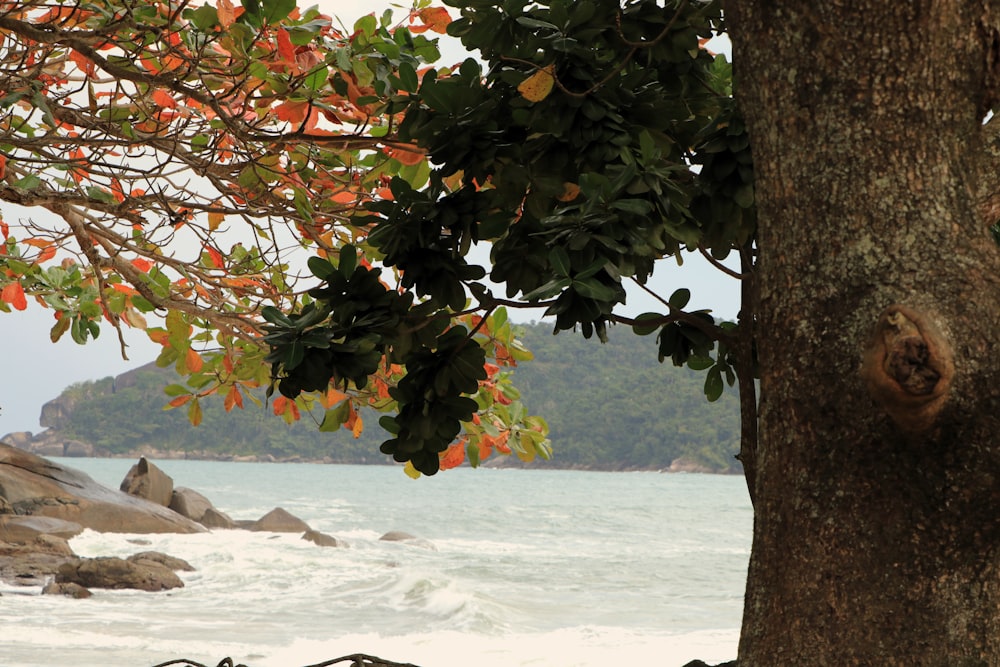 a tree with orange leaves near a body of water