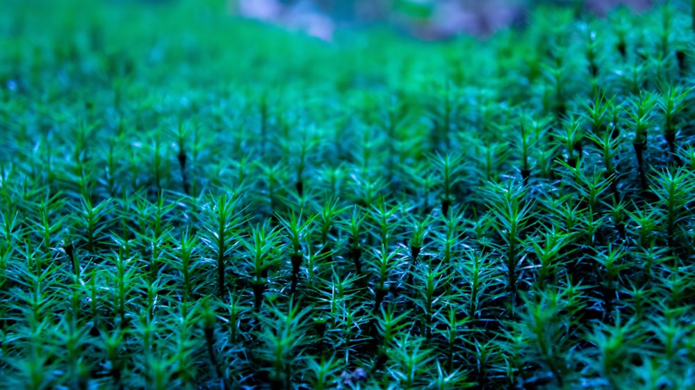 a close up of a field of green grass