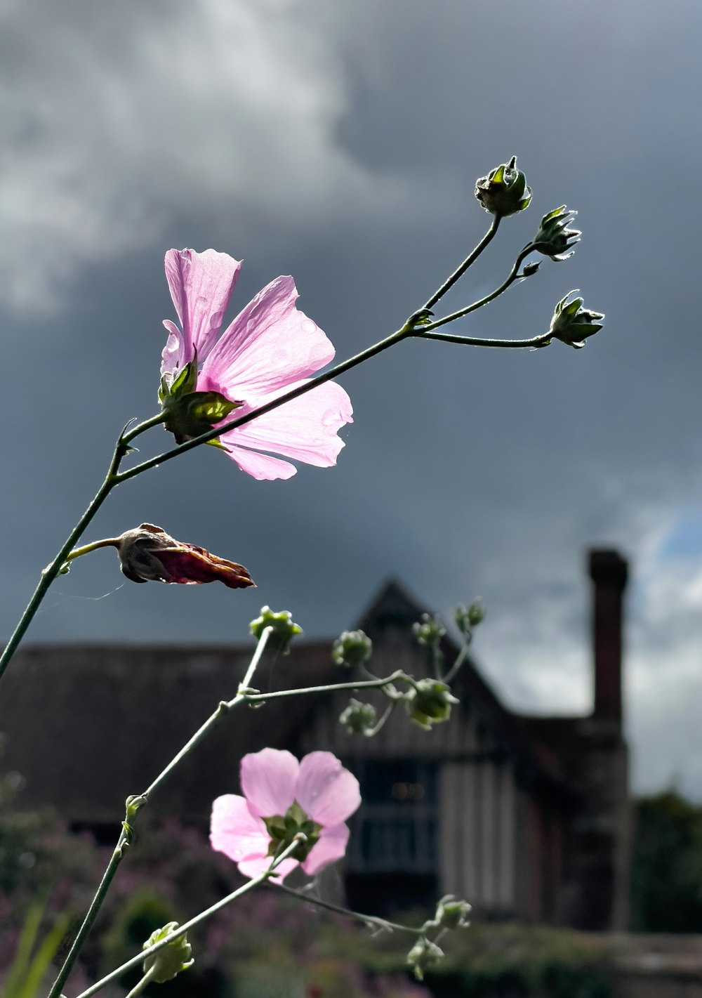 a pink flower in front of a house