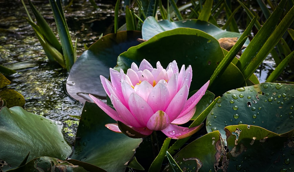 a pink water lily blooming in a pond