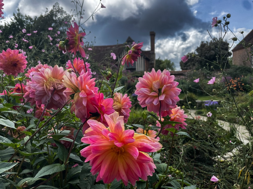 a field full of pink flowers under a cloudy sky