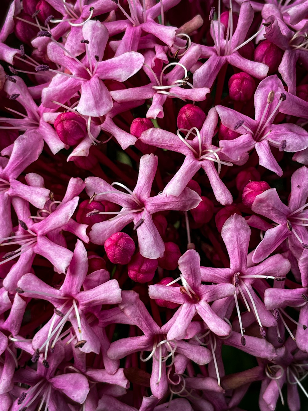 a close up of a bunch of pink flowers