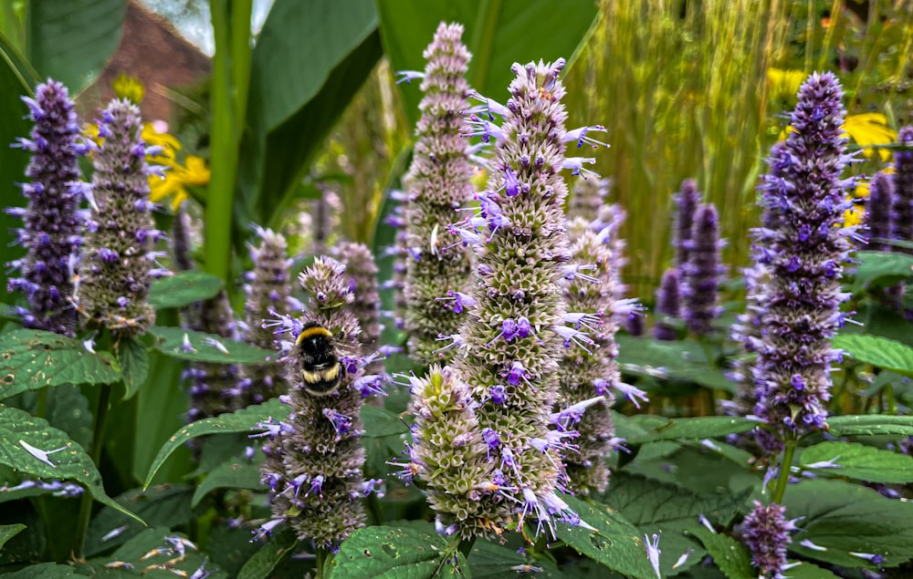 a group of purple flowers in a garden