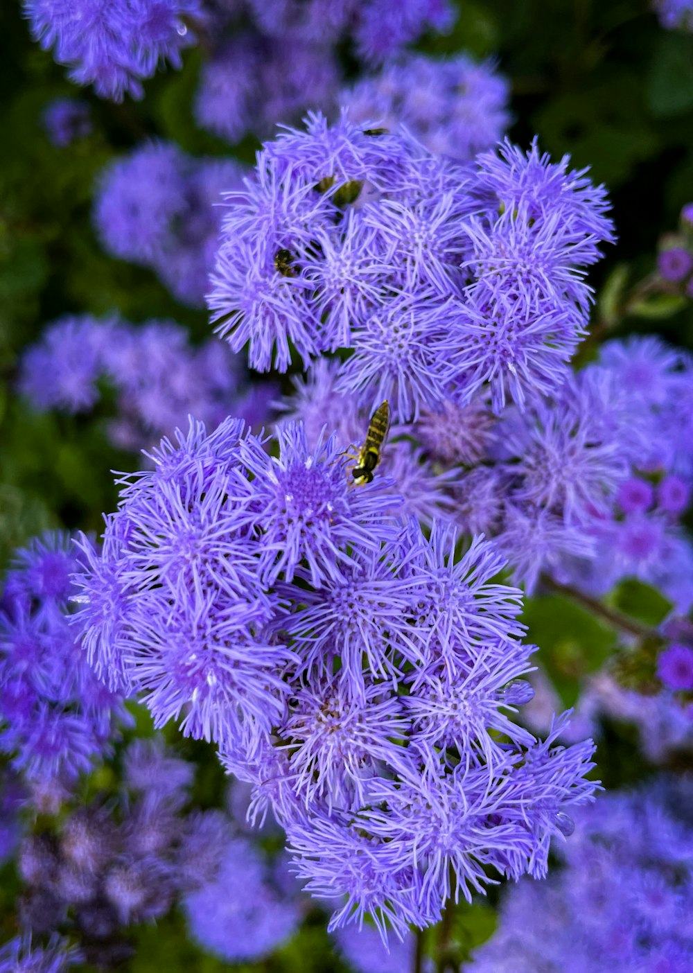 a bunch of purple flowers with a bug on them
