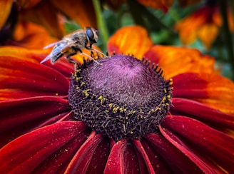 A close-up of a mandaçaia bee on a vibrant flower, showcasing its unique features.