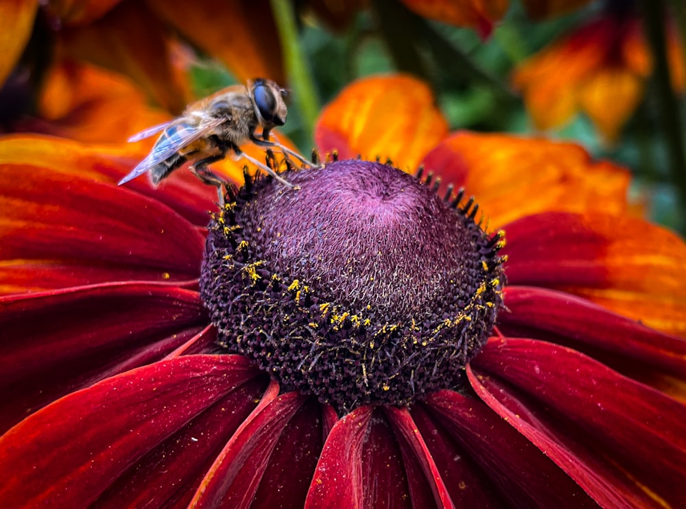 a close up of a flower with a bee on it