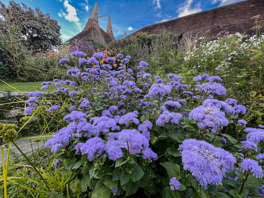 purple flowers in a garden with a building in the background