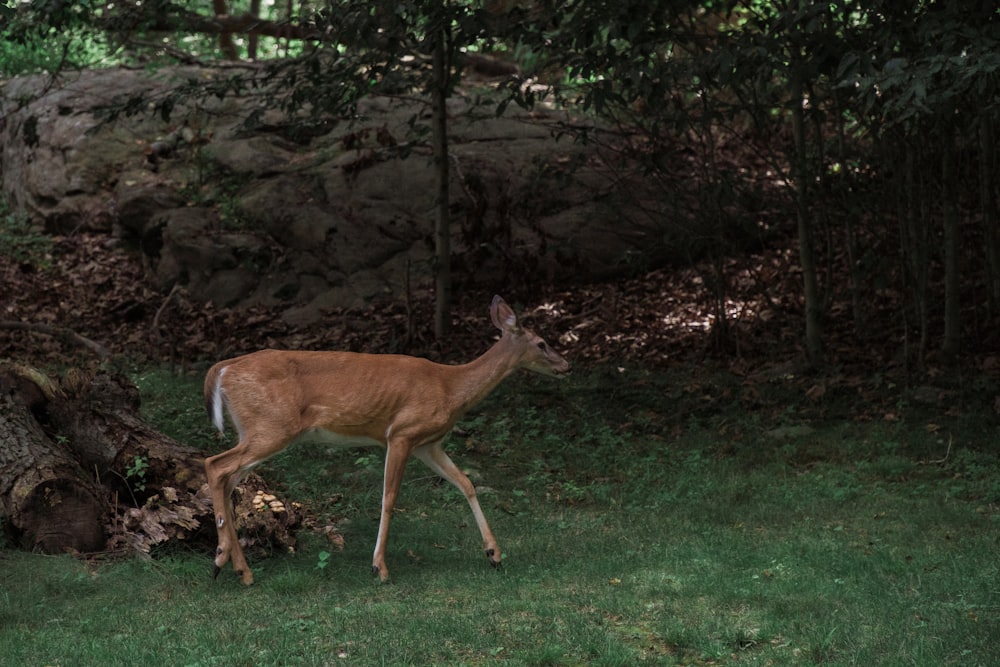 a deer is walking in the grass near a tree