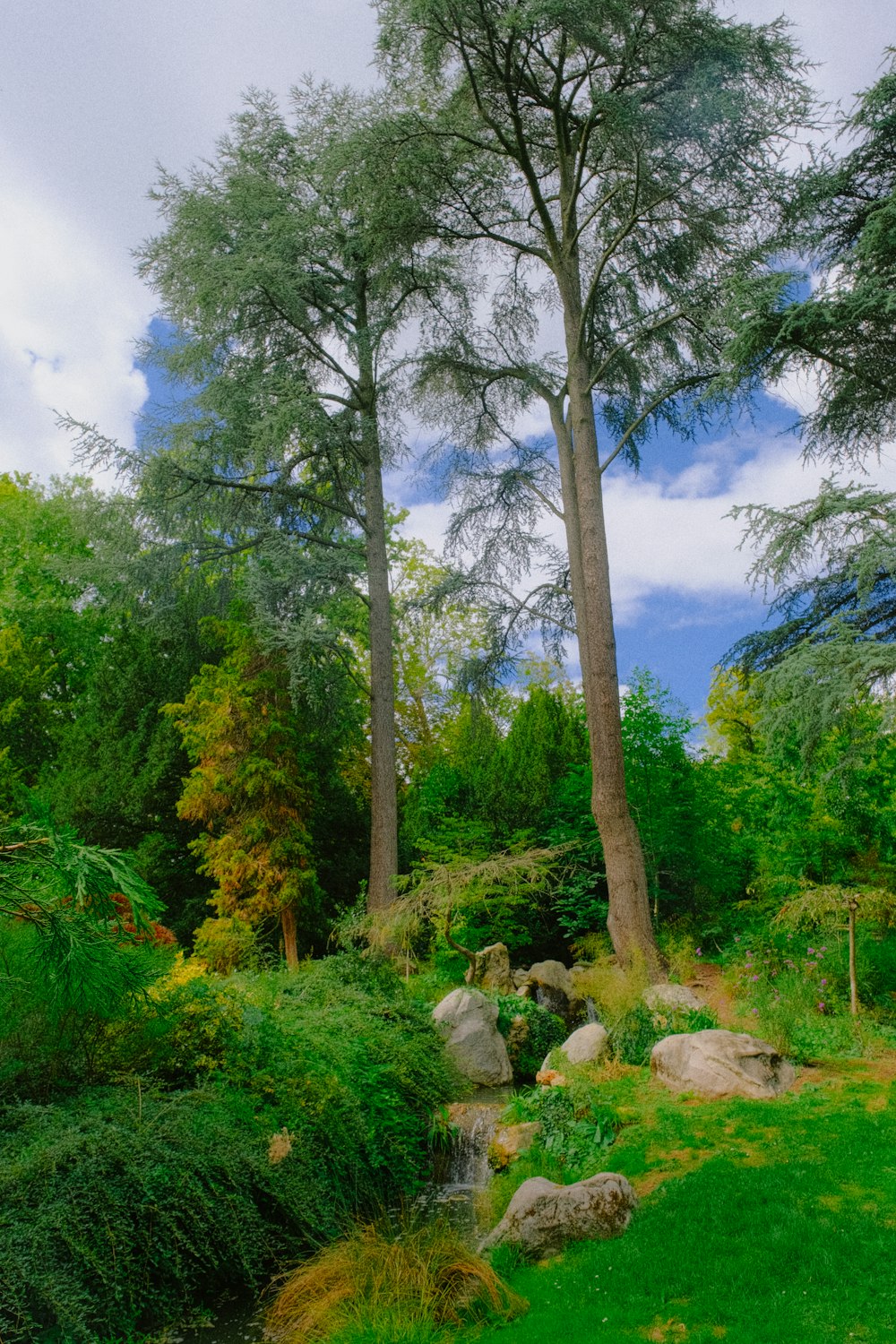 a lush green forest filled with lots of trees