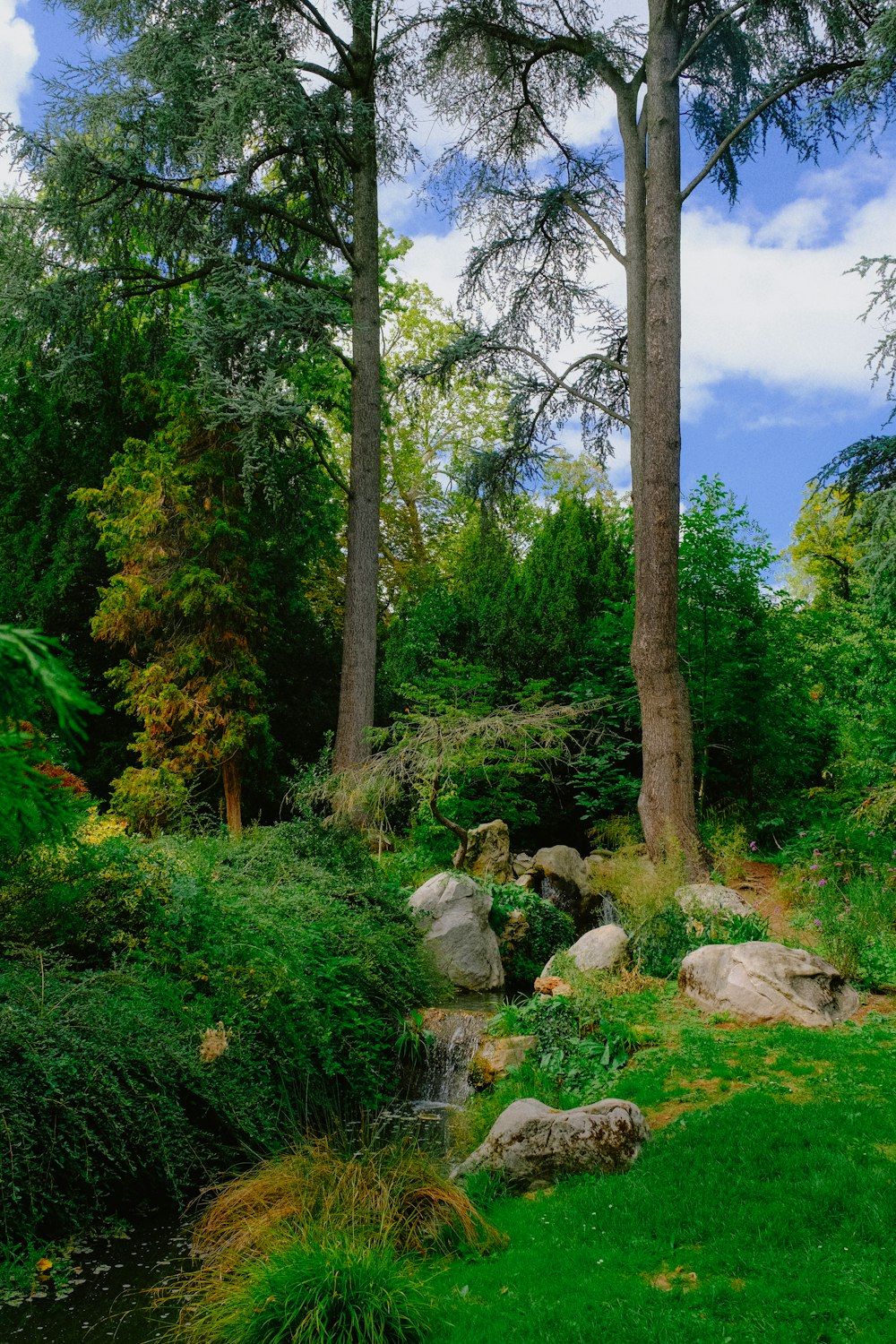 a stream running through a lush green forest