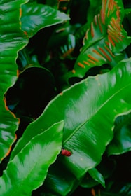 Vibrant green leaves with a glossy texture fill the image, showcasing a mixture of broad, elongated foliage. A small insect with a red and black striped pattern is visible on one of the leaves, creating a striking contrast. The leaves have a few brownish-orange markings, indicating possible natural variations or light effects.