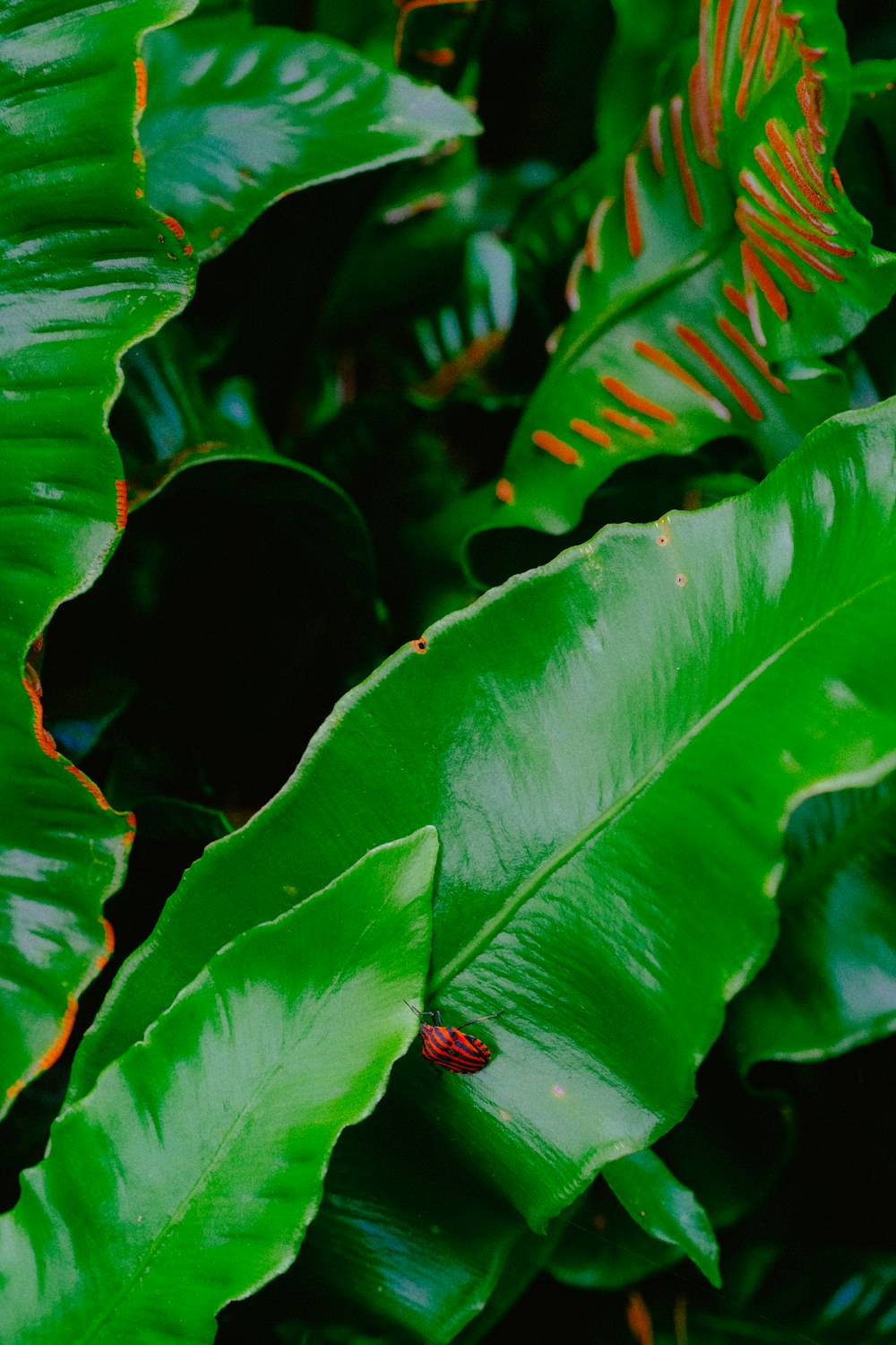 a close up of a plant with green leaves