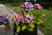 A team member carefully tending to the hydrangeas.