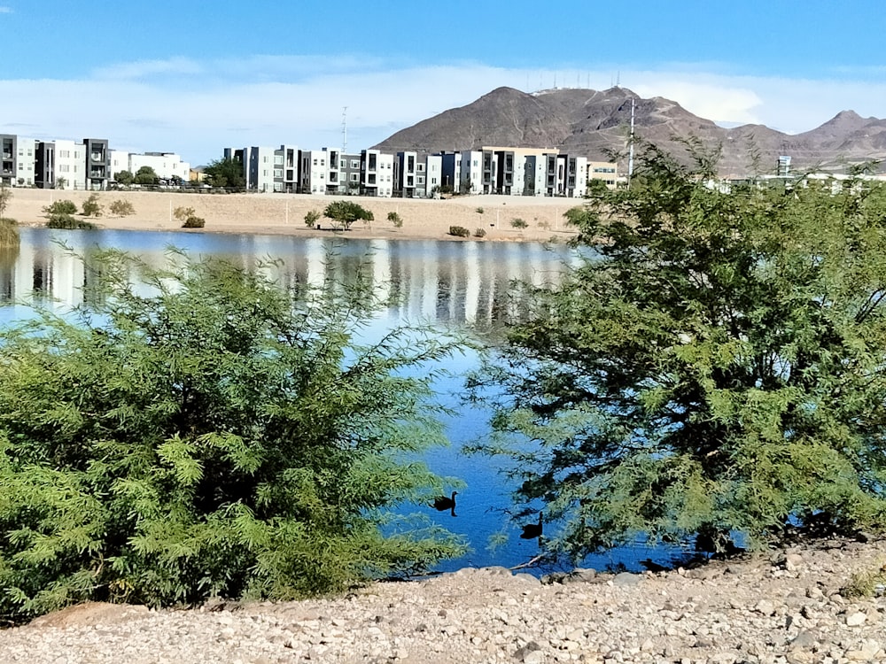 a body of water surrounded by trees and buildings