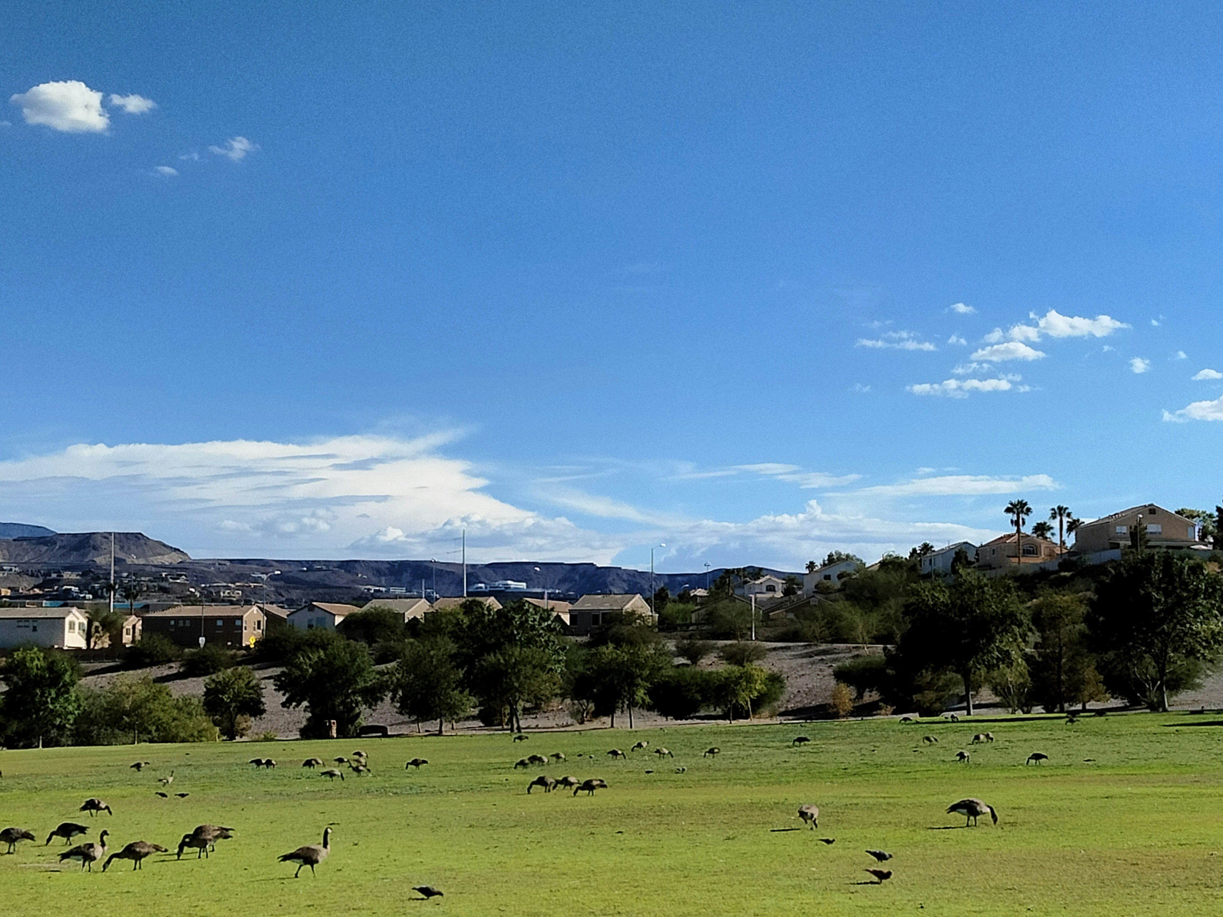 a large field with many birds in it