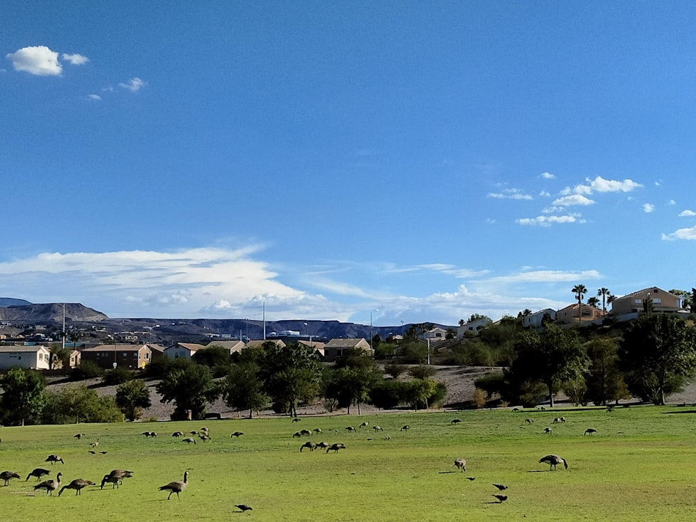 a large field with many birds in it