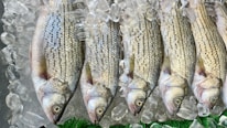 Close-up of fresh fish fillets neatly arranged on ice.