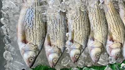 Several fish are neatly arranged in a row on a bed of crushed ice. The fish are silver with dark stripes and appear fresh with clear eyes. The ice partially covers them, and there is a green leafy garnish at the bottom.