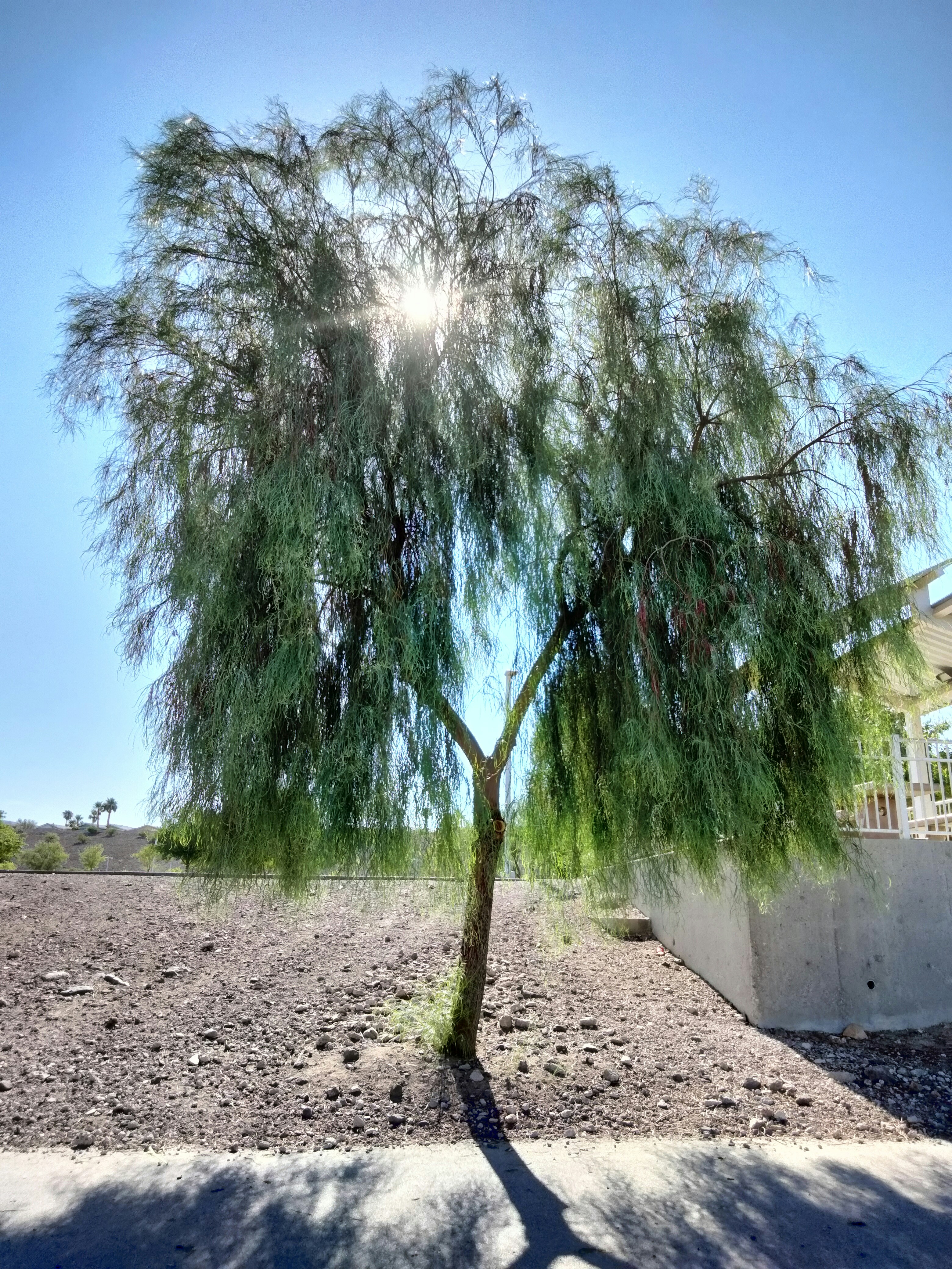 a tree in the middle of a dirt field