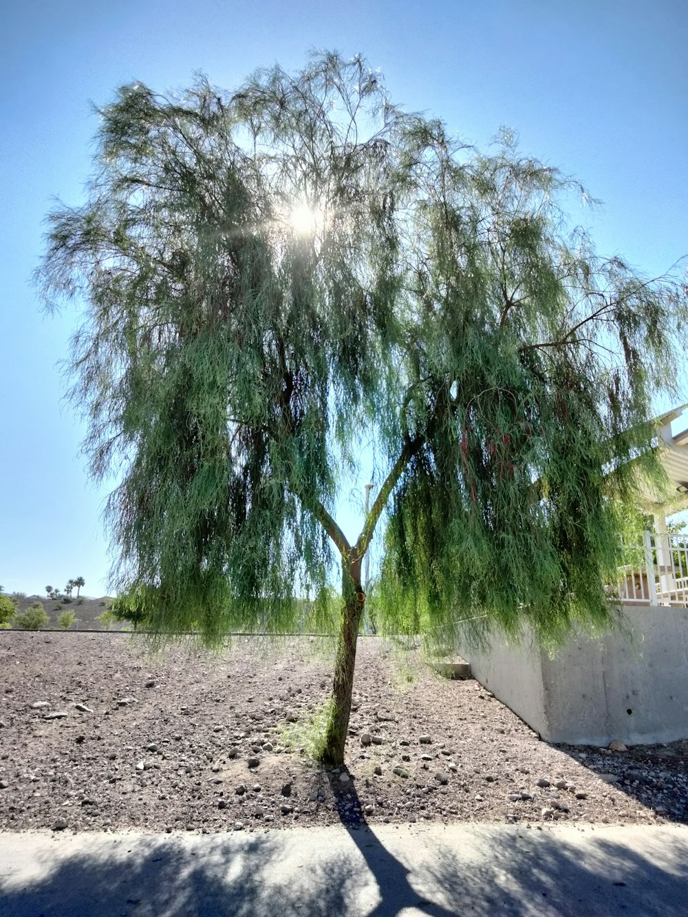 a tree in the middle of a dirt field