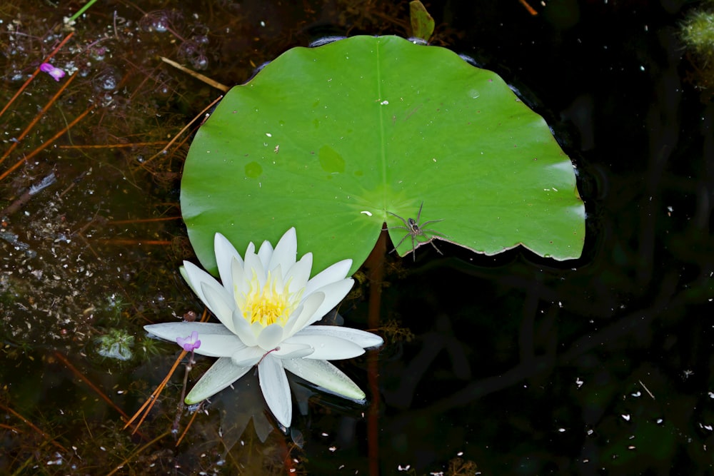 a white water lily floating on top of a body of water