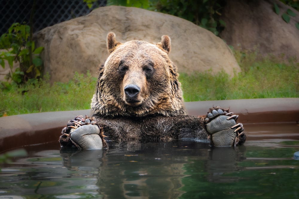a brown bear in a pool of water