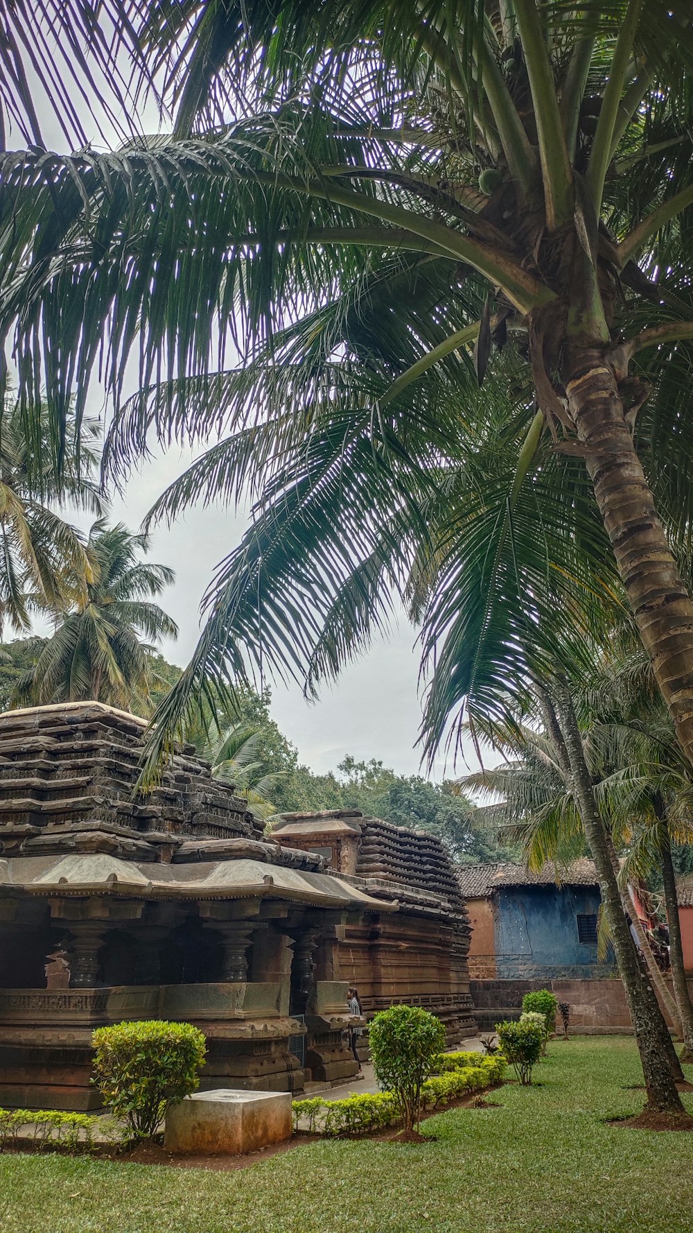 a small wooden structure in the middle of palm trees