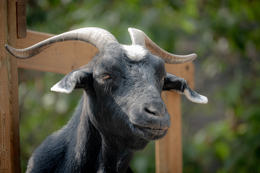 a close up of a goat with long horns