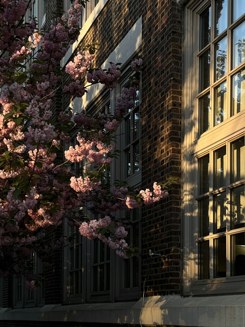 a tree with pink flowers in front of a building