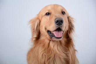 A gentle veterinarian smiling while examining a happy golden retriever in a bright clinic room.