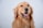 A golden retriever with a shiny coat and friendly expression. The dog appears happy, with its mouth open and tongue slightly out.
