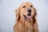A golden retriever with a shiny coat and friendly expression. The dog appears happy, with its mouth open and tongue slightly out.