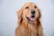 A happy golden retriever wagging its tail next to a Petication food bag.