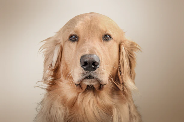 A close-up portrait of a regal golden retriever against a deep charcoal background highlighting the texture of its fur.